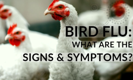 What Are the Symptoms of Bird Flu?