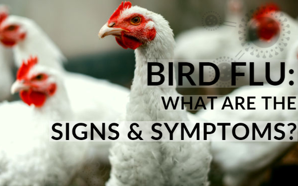 What Are the Symptoms of Bird Flu?