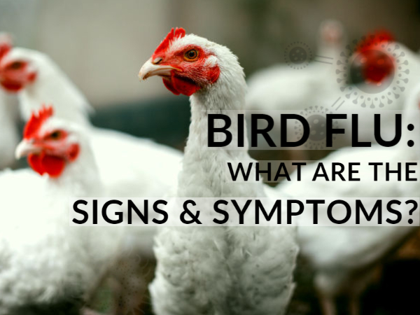 What Are the Symptoms of Bird Flu?